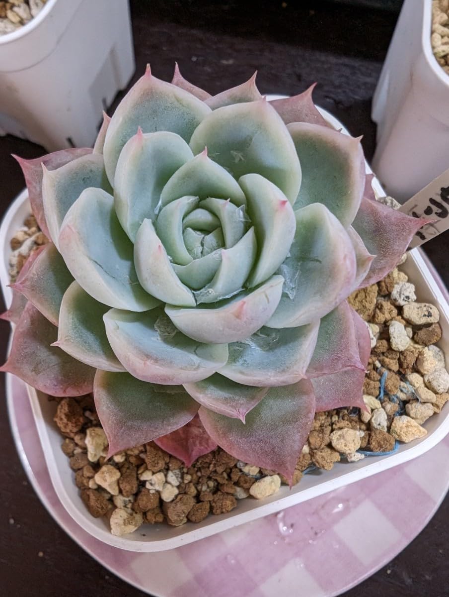 多肉植物　エケベリア　カリビアンブルー 多肉植物 